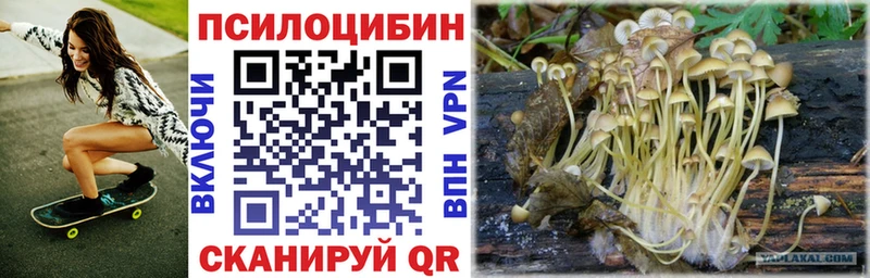 наркошоп  Палласовка  Псилоцибиновые грибы Psilocybe 